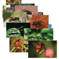 Stages Learning Materials Insects + Bugs Real Life Learning Poster Card Set, Set of 14 SLM-158